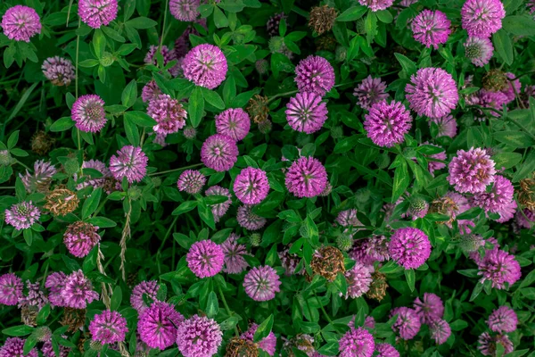 草の中のピンク色のクローバーの多くの花の背景 — ストック写真