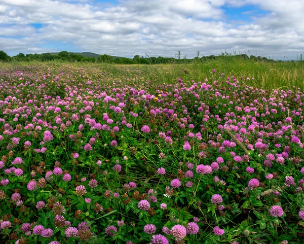 曇天下の草の間にピンク色のクローバーの多くの花を持つフィールド — ストック写真