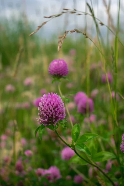 夏の草地で草の間にピンクのクローバーの花 — ストック写真