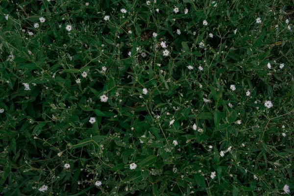 绿叶间的小白花 — 图库照片
