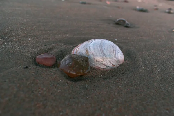 Seashell Pebbles Sandy Beach — Stock Photo, Image