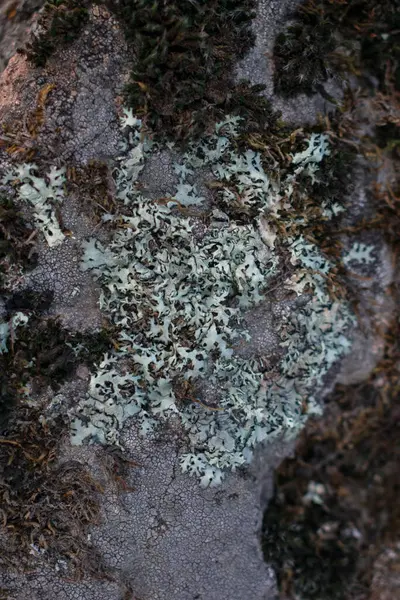 Antecedentes Licen Multicolor Musgo Piedra — Foto de Stock