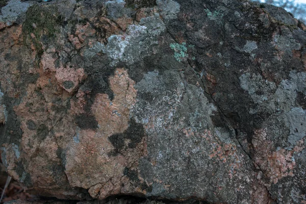 石上的苔藓和苔藓五彩斑斓 — 图库照片