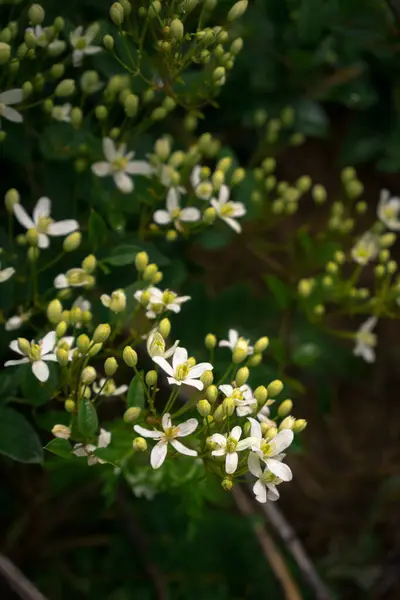 Många Små Vita Blommor Gröna Grenar — Stockfoto