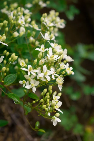緑の枝に多数の小さな白い花 — ストック写真