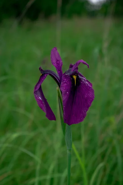 Iris Violet Sur Fond Herbe Verte — Photo