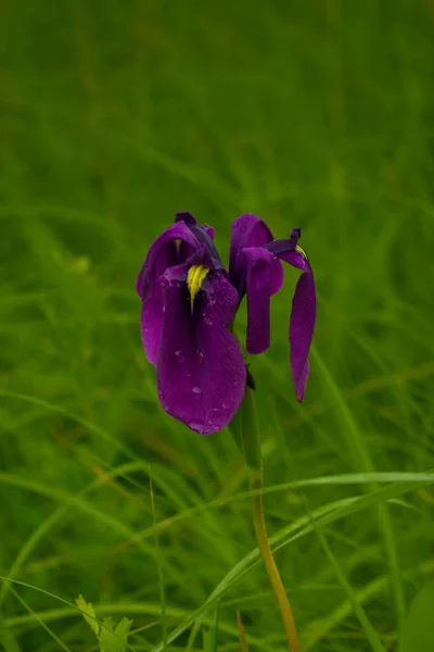 Iris Violet Sur Fond Herbe Verte — Photo