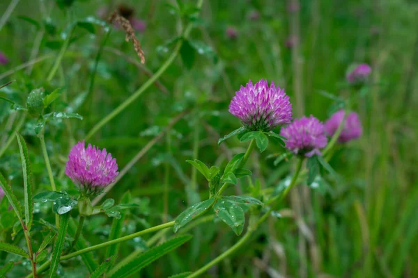 夏の牧草地の草の中のピンクのクローバー — ストック写真