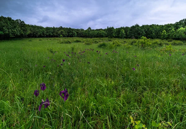 Campo Verde Con Iris Raros Rodeado Bosque — Foto de Stock