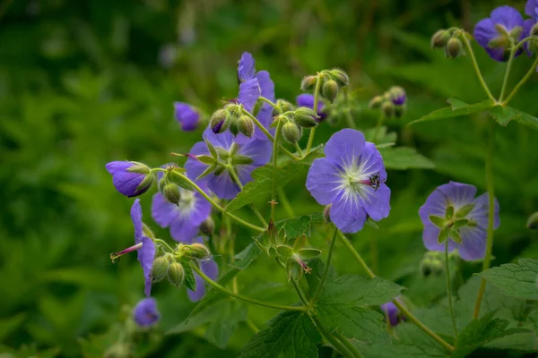 Fleurs Lilas Parmi Herbe Verte — Photo