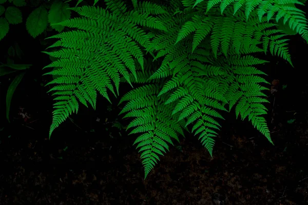 Gröna Ormbunksblad Mörk Bakgrund — Stockfoto