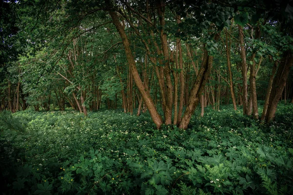 Zomerbos Met Dichte Vegetatie Eikenbomen — Stockfoto