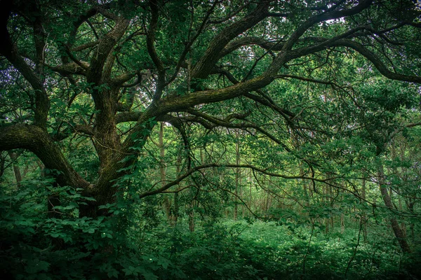 Дерево Зеленому Лісі Крученими Великими Гілками — стокове фото