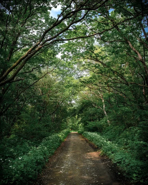 Дорога Зеленом Лесу — стоковое фото