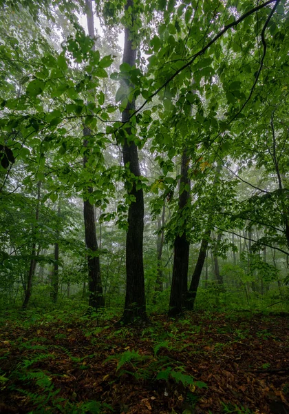 Mgła Lesie Zielonymi Drzewami — Zdjęcie stockowe
