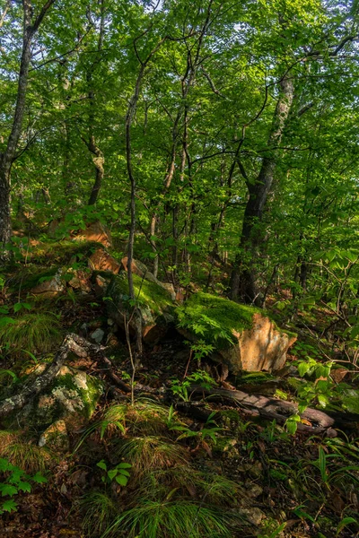 Rotsen Bedekt Met Groen Mos Een Bos Met Groene Bomen — Stockfoto