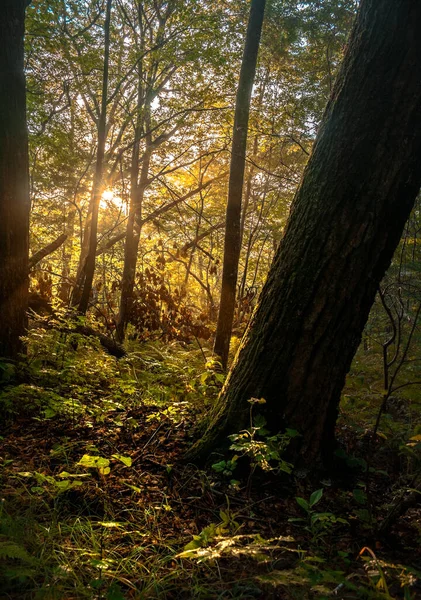 Aube Dans Forêt Taïga Été — Photo