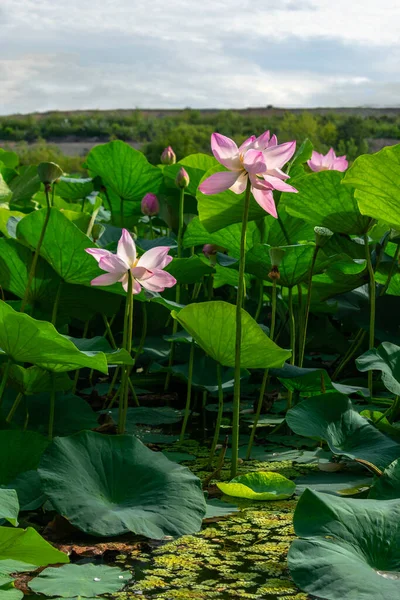 Lago Densamente Plantado Con Lotos Rosados Con Hojas Grandes — Foto de Stock