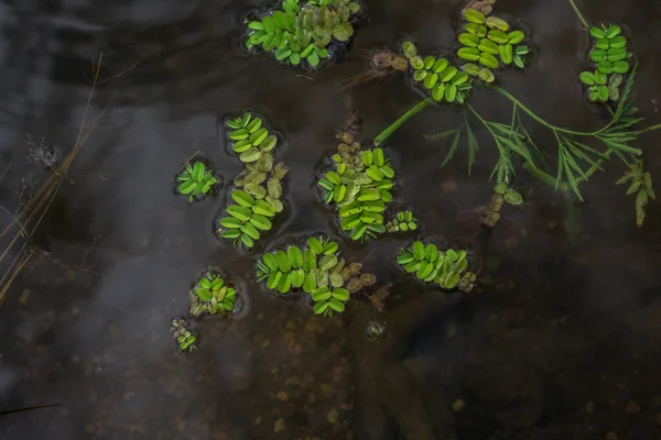 Antecedentes Algas Verdes Superficie Del Agua Estanque — Foto de Stock