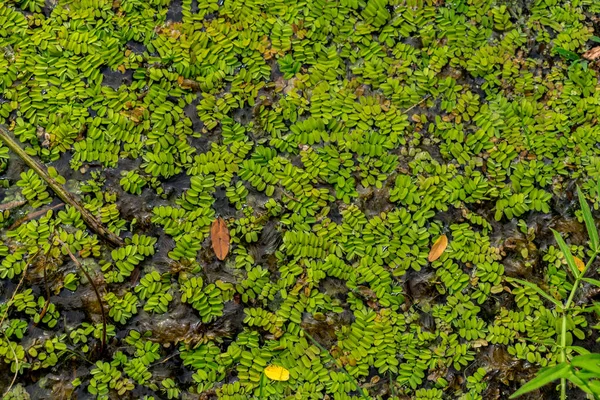 Antecedentes Algas Verdes Superficie Del Agua Estanque — Foto de Stock