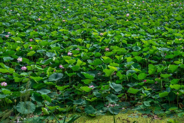 Sjön Tätt Planterad Med Rosa Lotusblommor Med Stora Blad — Stockfoto