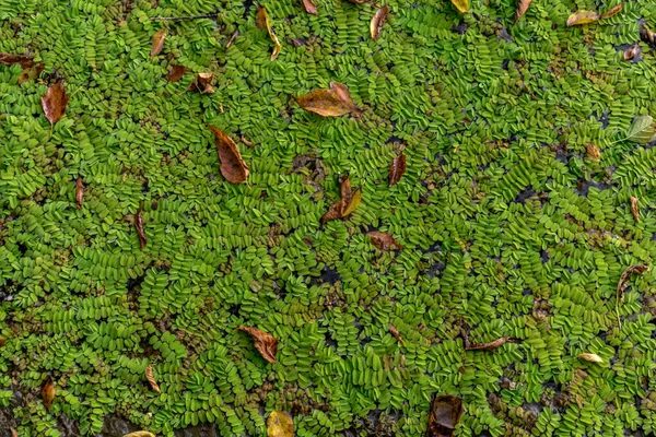 Antecedentes Algas Verdes Superficie Del Agua Estanque —  Fotos de Stock