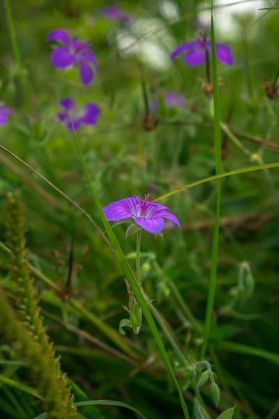 Fleurs Violettes Dans Jardin — Photo