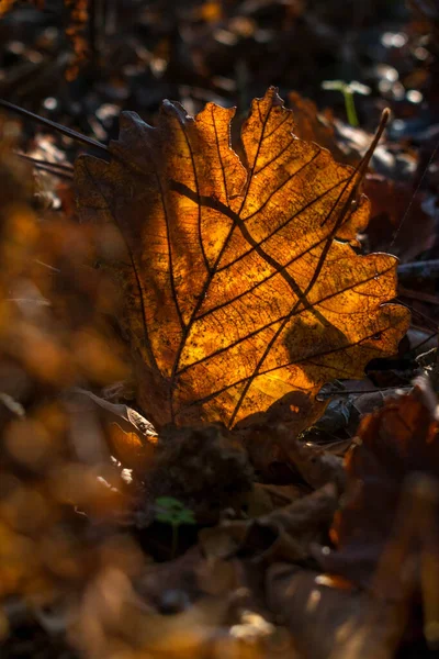 Foglia Autunno Arancione Sole — Foto Stock