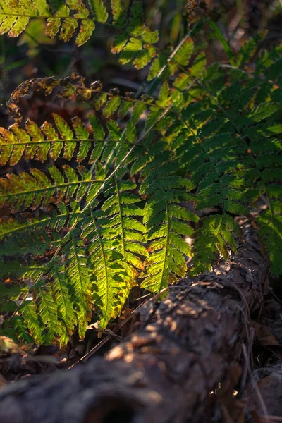 Осенний Зеленый Лист Папоротника Солнце — стоковое фото