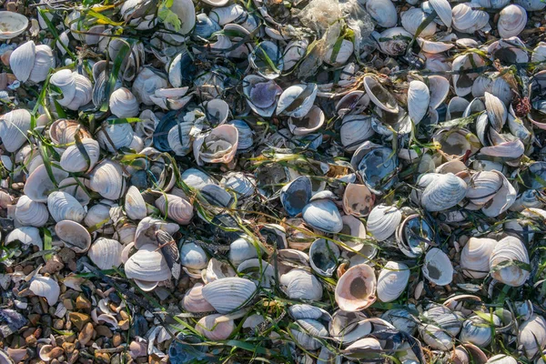 Snäckskal Och Alger Hög Havsstranden Textur — Stockfoto