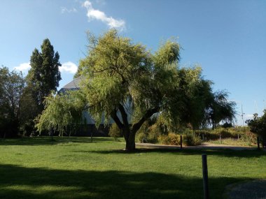 Bu ihtişamı içinde tek bir ağaç. Onu küçük bir şubesi olarak gördüğümden beri uzun yıllar geçti.