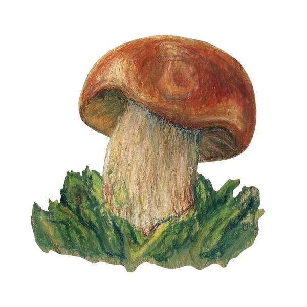 Handgezeichnete Pilz Illustration Zeichnung Mit Ölkreide — Stockfoto