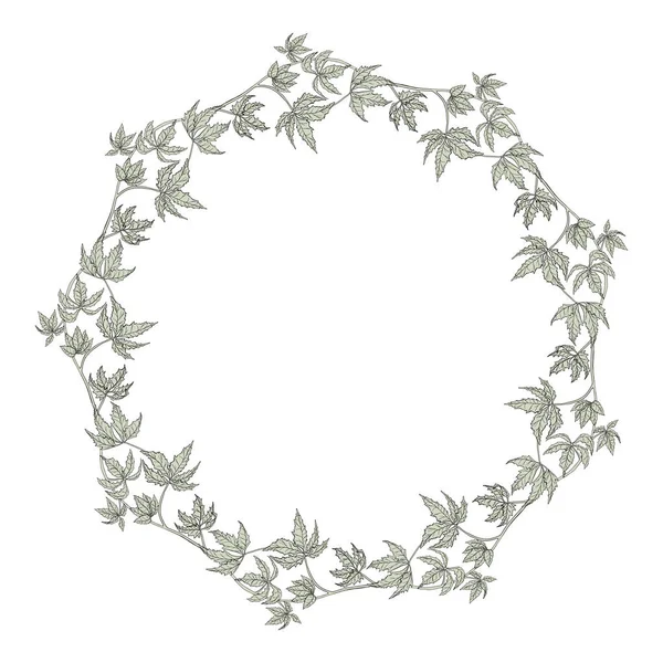 Garland Climbing Plant Your Design Pale Green Wreath Wild Grape — Stock Vector