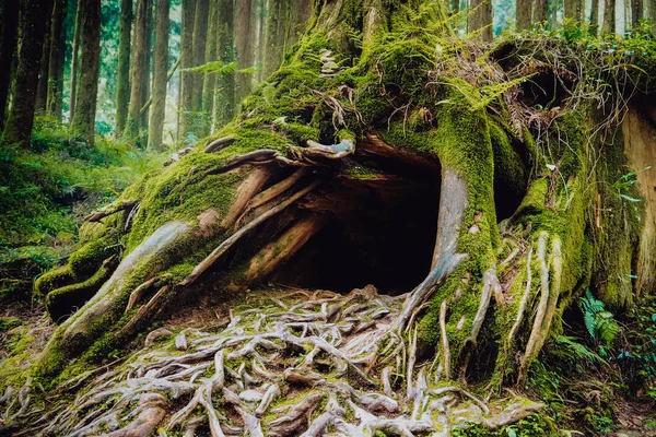 Trees Hundreds Years Old Taiwan — Stock Photo, Image