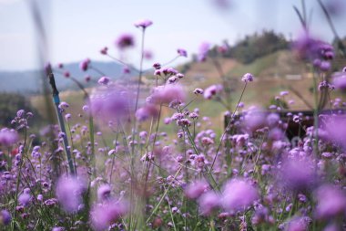 Monjam, Chiang Mai, Tayland 'a git. Güzel mor çiçek bahçesi. 