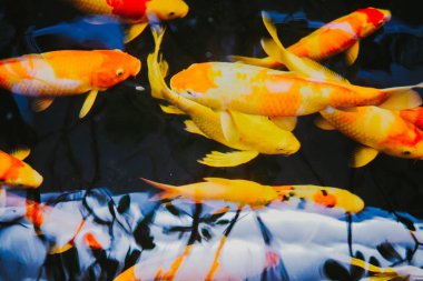 Güzel renkli süslü sazan balık