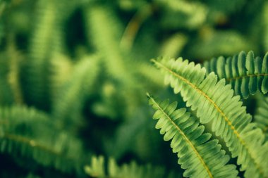 Yeşil yaprak dokusu, doğal arkaplan ve duvar kağıdı