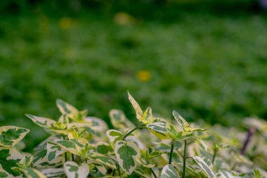 Yeşil yaprak dokusu, doğal arkaplan ve duvar kağıdı