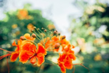 Turuncu çiçek ve beyaz bulutlu mavi gökyüzü. Turuncu çiçekli manzara .