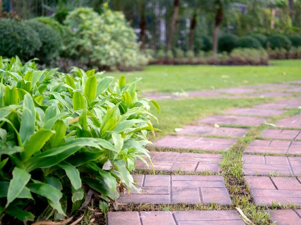 Blooming Green Tree Wooden Walkway Natural Background Wallpaper — Stock Photo, Image