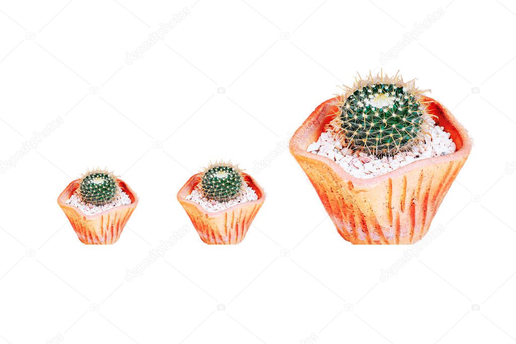 Small cactus in a flowerpot isolated, natural background.