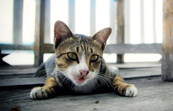 Kot Był Zagrożeniem Przeciwnik Wściekły Kot Zwierząt Zwierząt Domowych — Zdjęcie stockowe