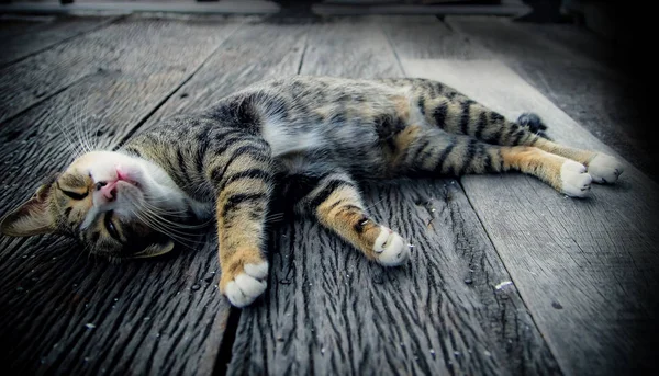 Cat Napping Old Wooden Floor Cute Cat Sleeping Looking Camera — Stock Photo, Image