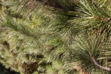 Doku ladin iğne. Bir ağaç iğneler ile twigs.