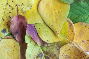 Sonbahar yaprakları. Sezon sonbahar. Sarı arka plan doku, yaprakları