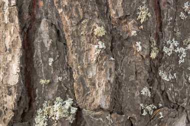 Ahşap doku arka plan. Ağaç kabuğu