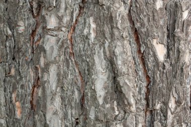 Ahşap doku arka plan. Ağaç kabuğu