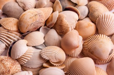 Deniz kabuklarını düzgün bir yüzey üzerinde arka plan