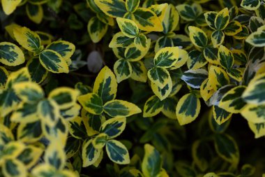 Arka plan, düz yatıyordu yaz bırakır