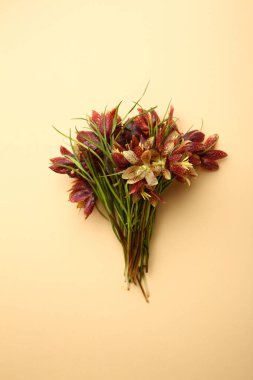 Bahar çiçekleri pastel renk arka plan